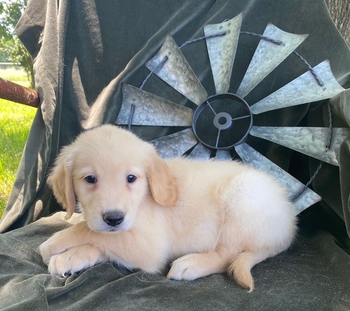 Healthy Akc Golden Retriever Puppies For Sale - photo 2
